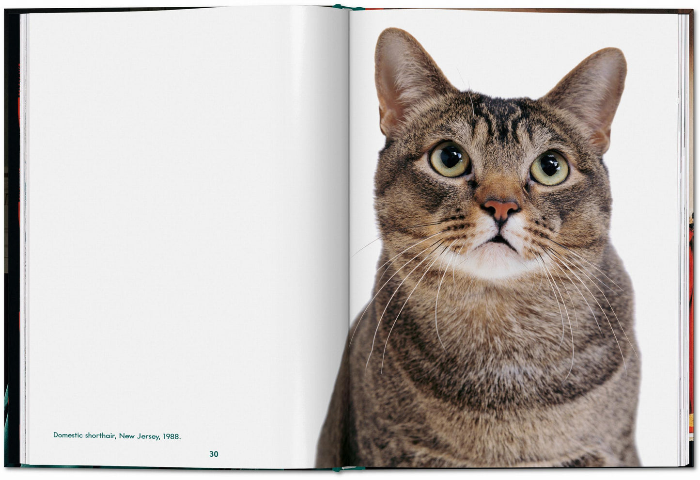 CATS - Walter Chandoha