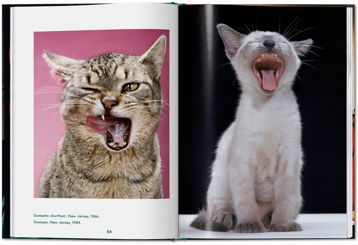 CATS - Walter Chandoha