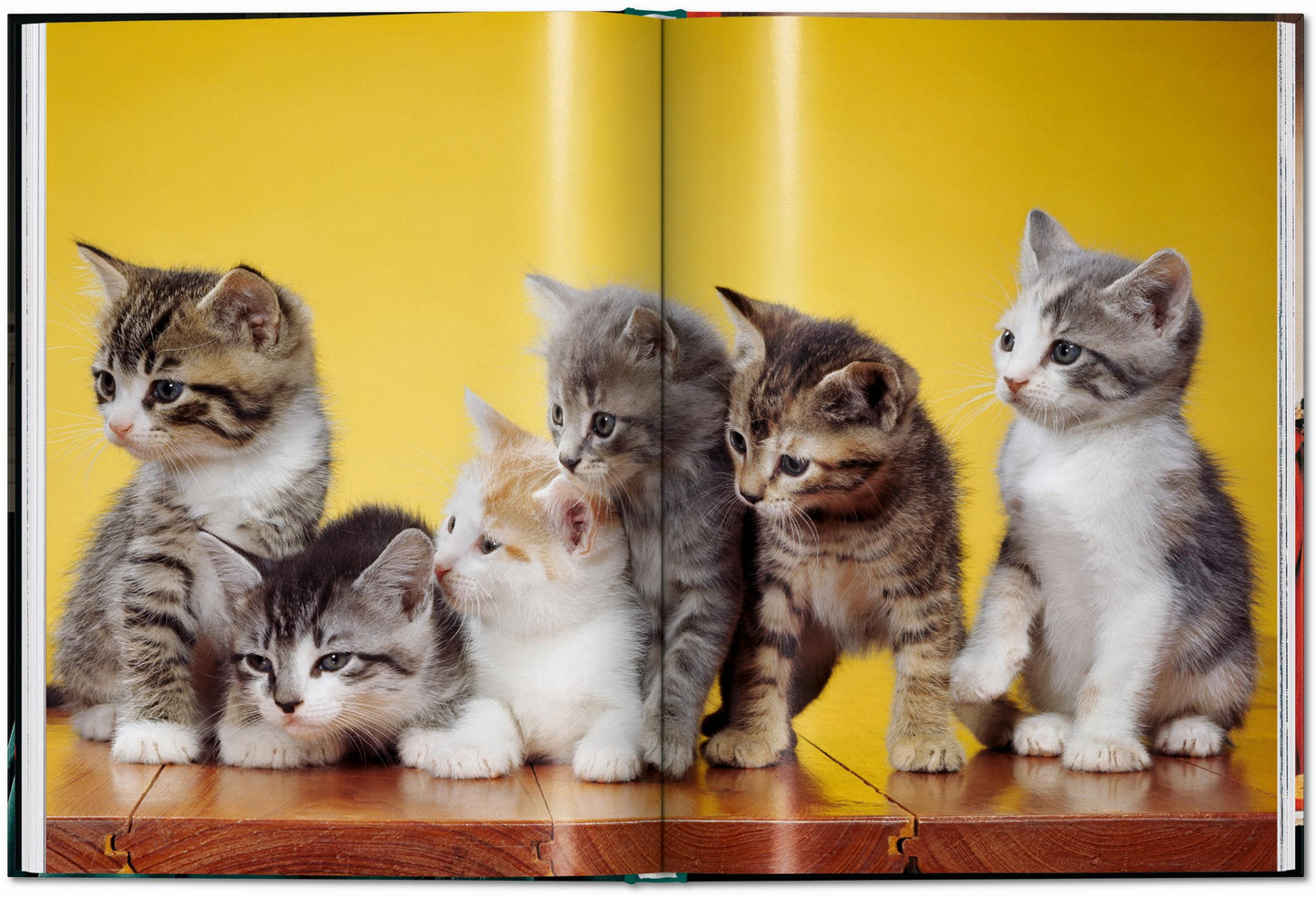 CATS - Walter Chandoha