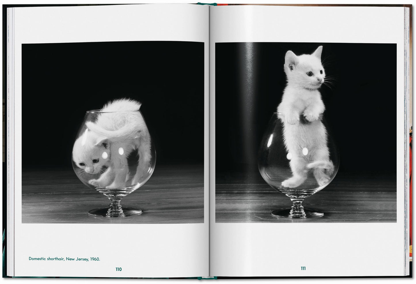CATS - Walter Chandoha