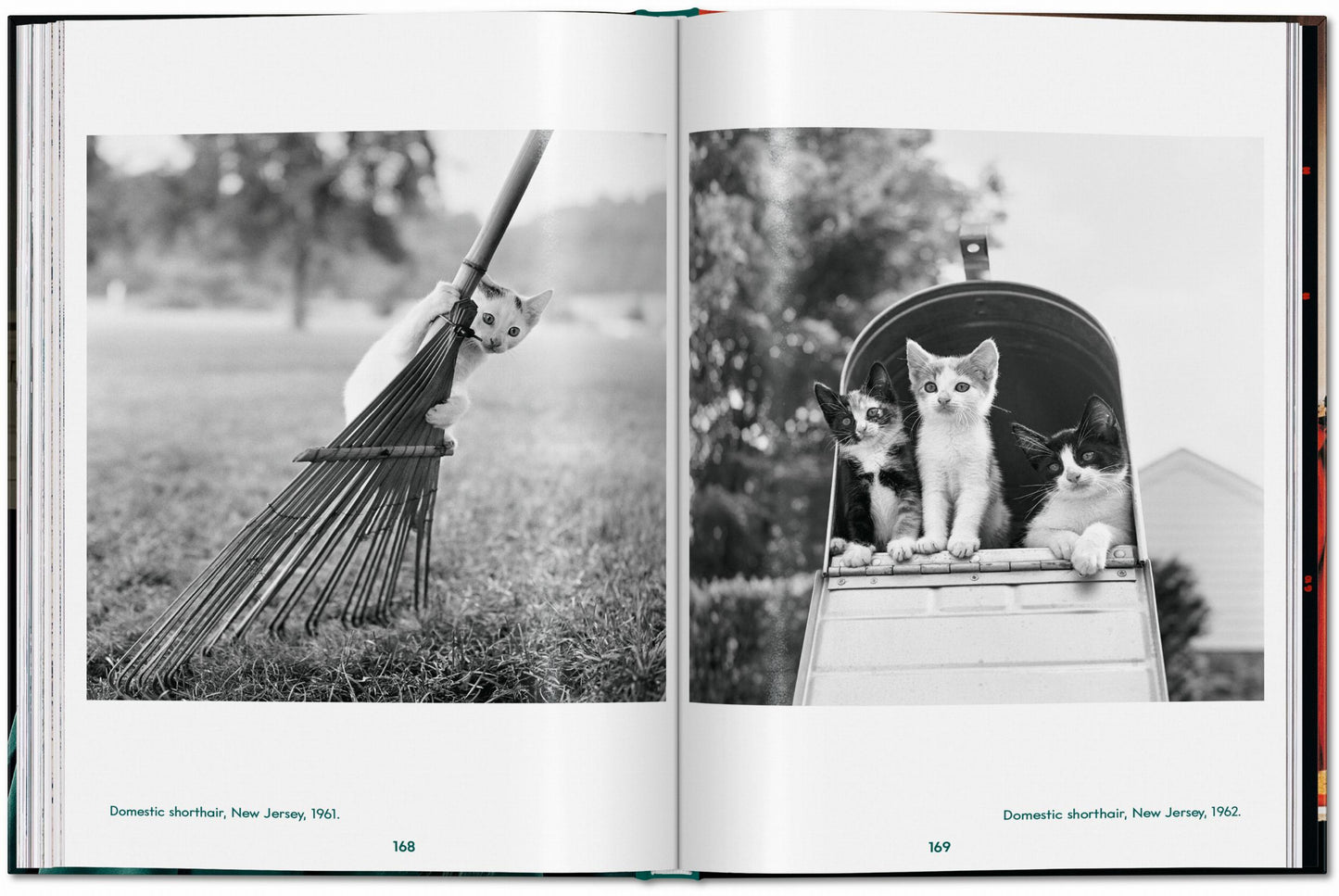 CATS - Walter Chandoha