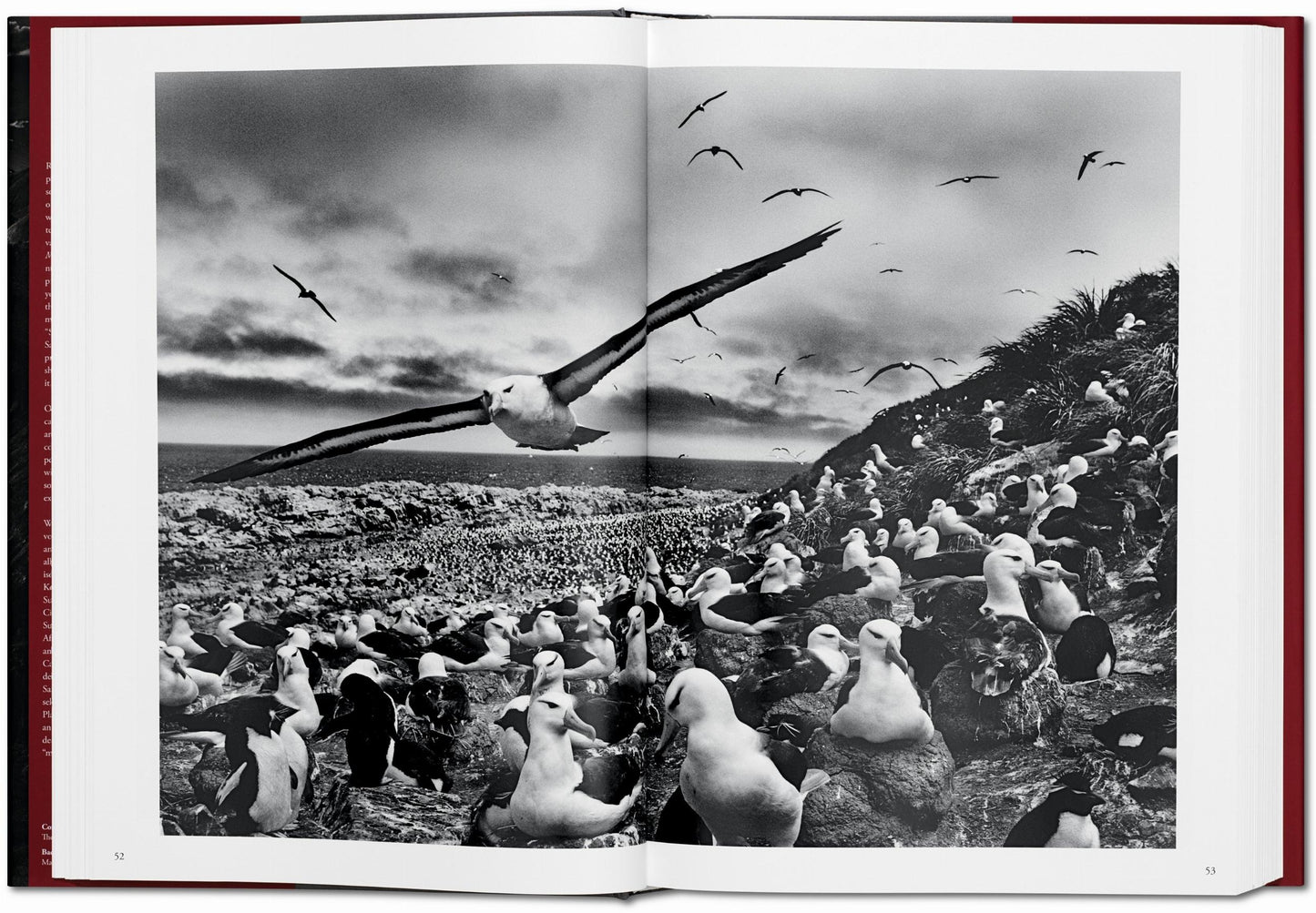 GENESIS - S. Salgado