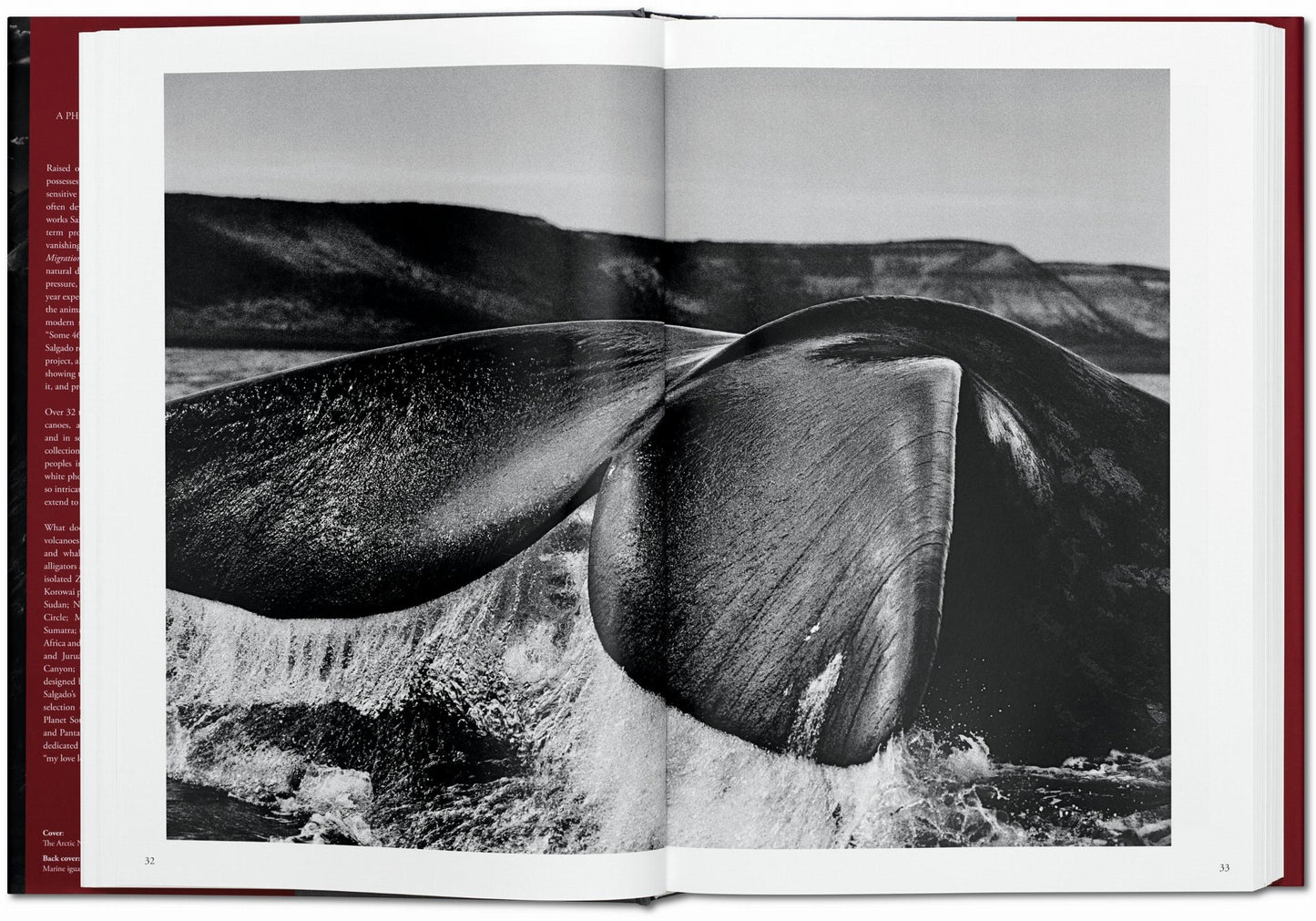 GENESIS - S. Salgado