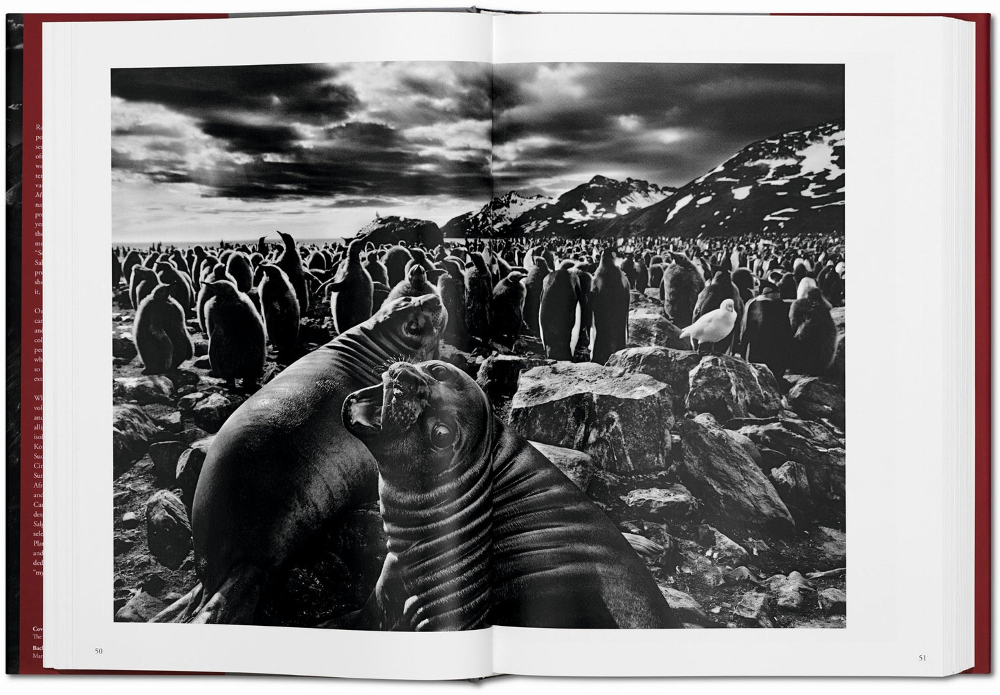 GENESIS - S. Salgado