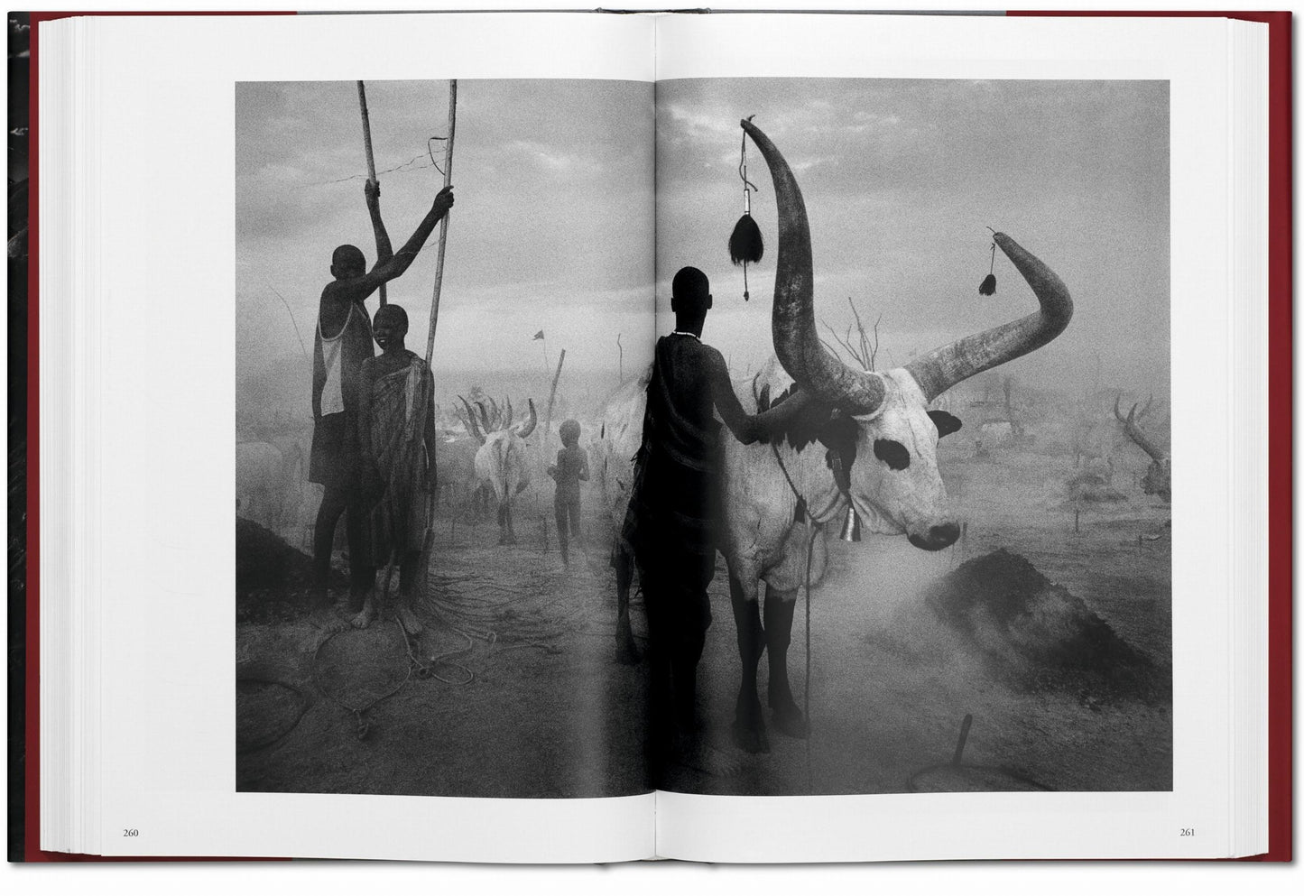 GENESIS - S. Salgado