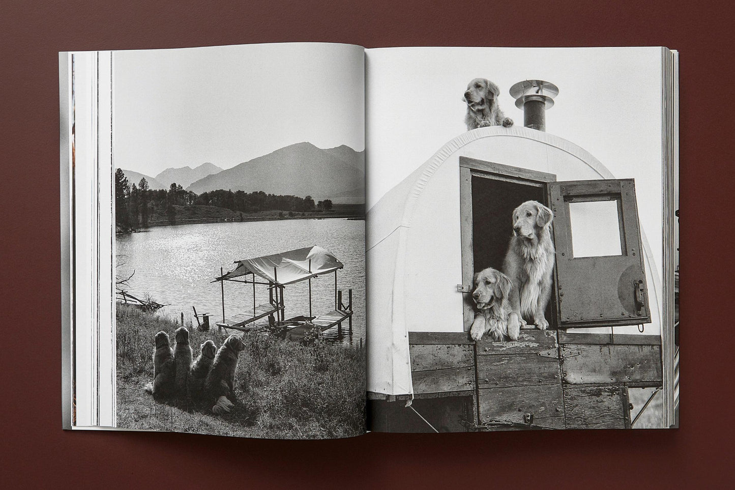 The Golden Retriever Photographic Society - Bruce Weber