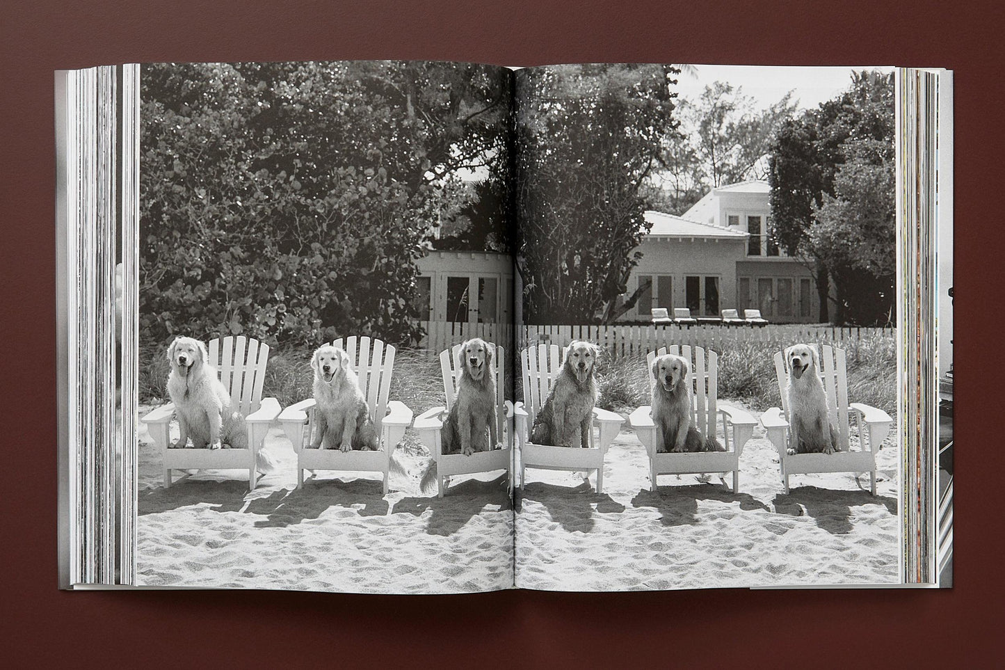 The Golden Retriever Photographic Society - Bruce Weber