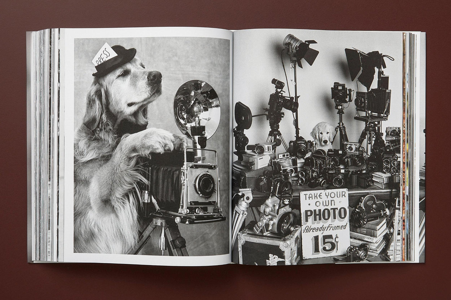 The Golden Retriever Photographic Society - Bruce Weber