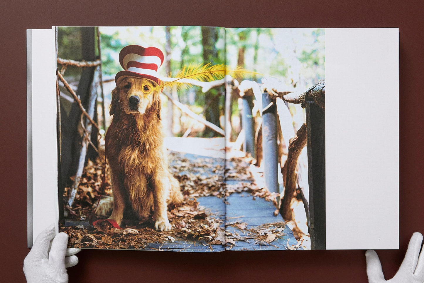The Golden Retriever Photographic Society - Bruce Weber