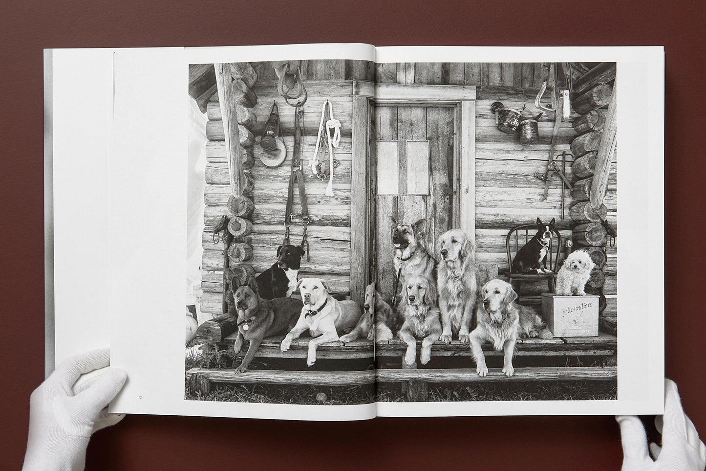 The Golden Retriever Photographic Society - Bruce Weber