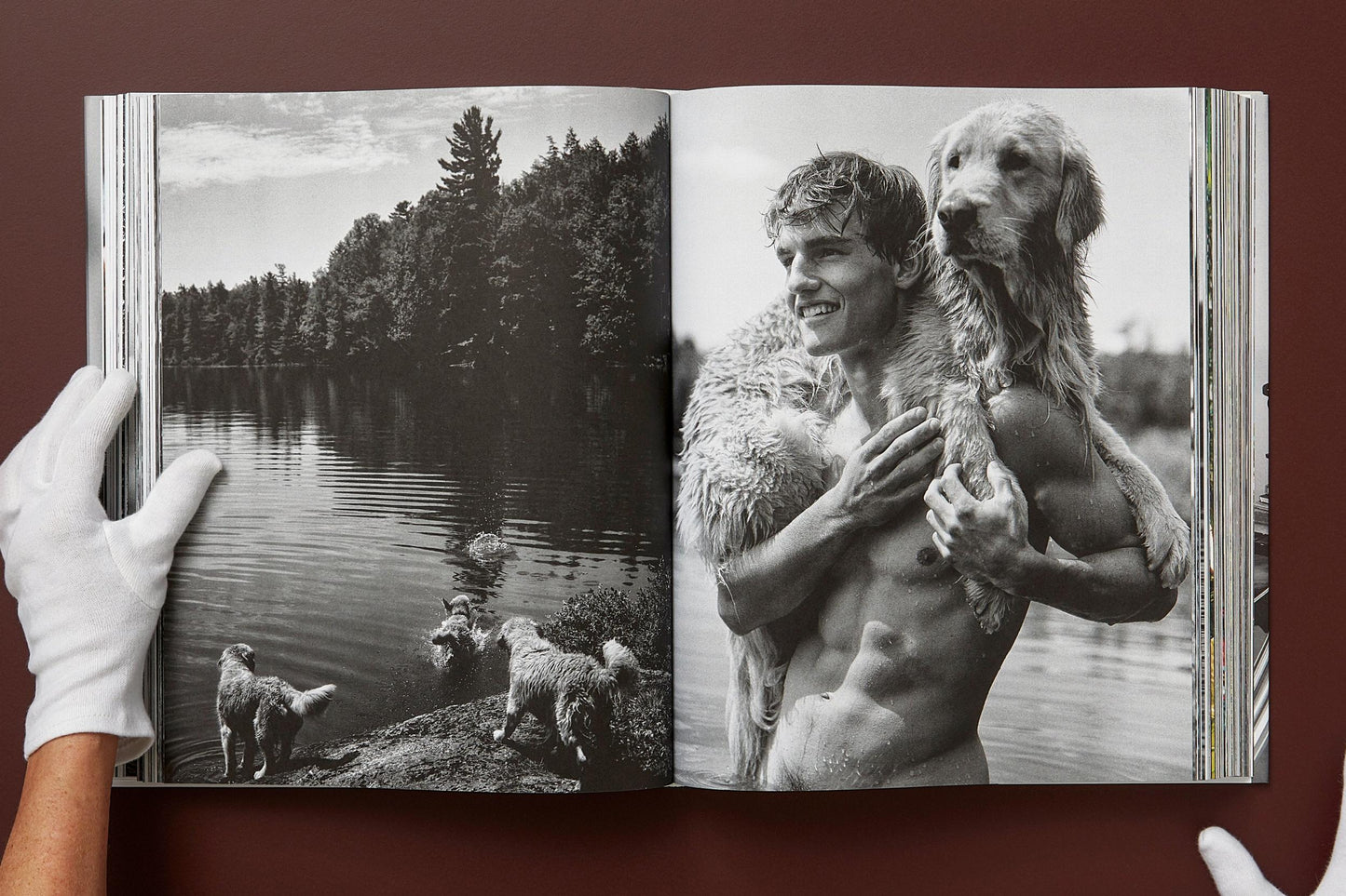 The Golden Retriever Photographic Society - Bruce Weber