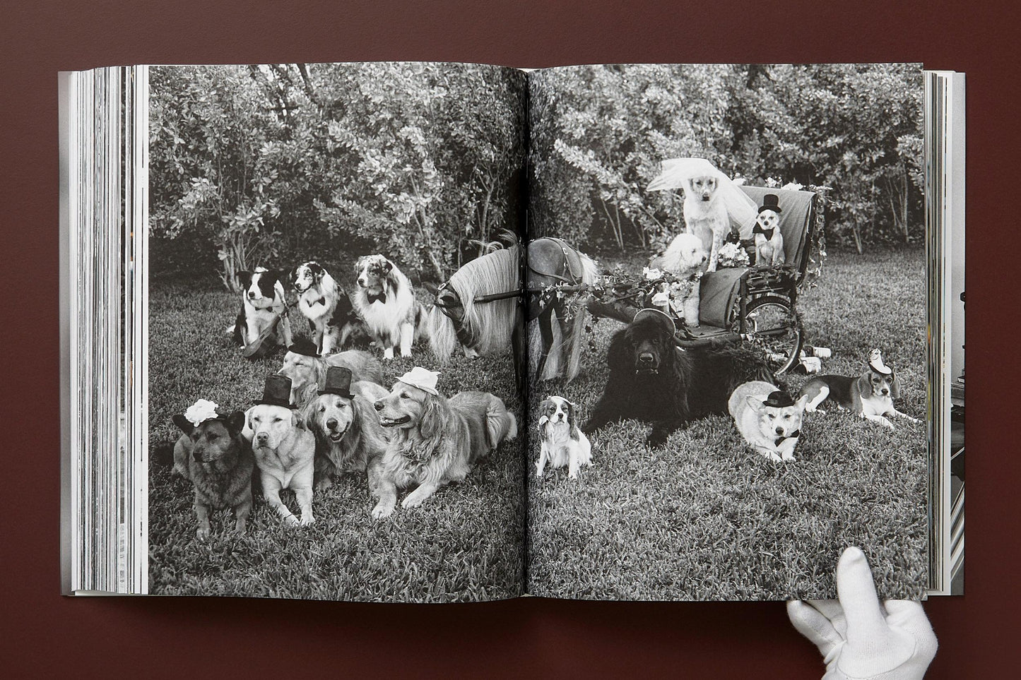 The Golden Retriever Photographic Society - Bruce Weber