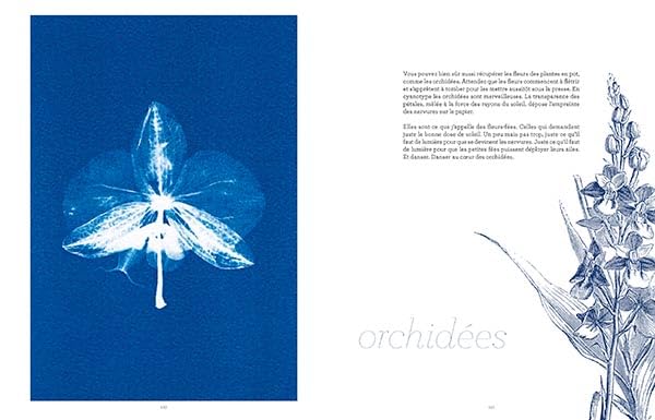 La magie du cyanotype: Immortaliser la nature