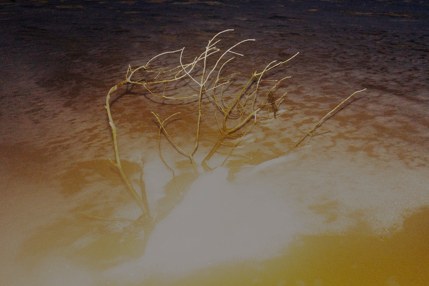 Atelier Matthias Pasquet du 14 FEVRIER 2026 - Figure Aquatique