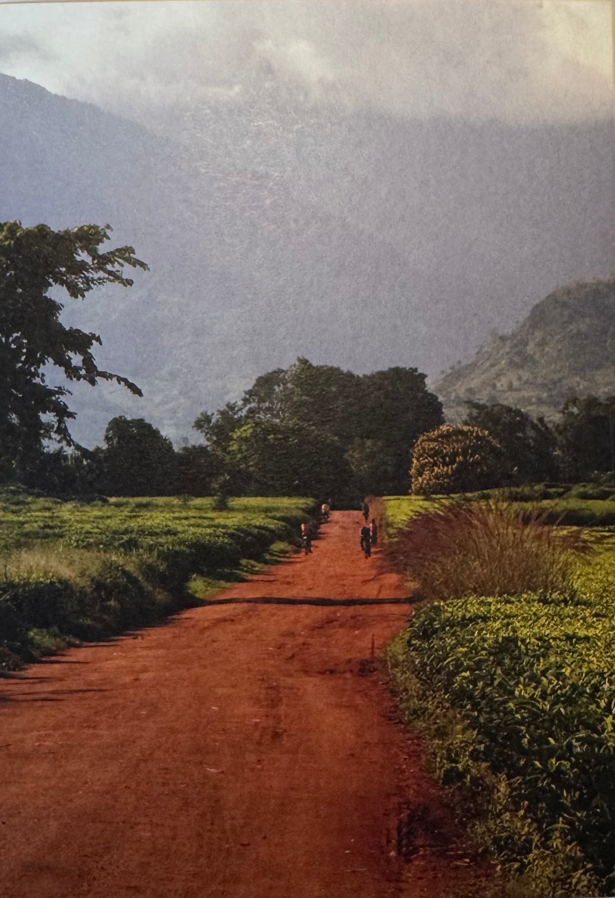 Carte postale - Sur les routes du thé, François Xavier Delmas