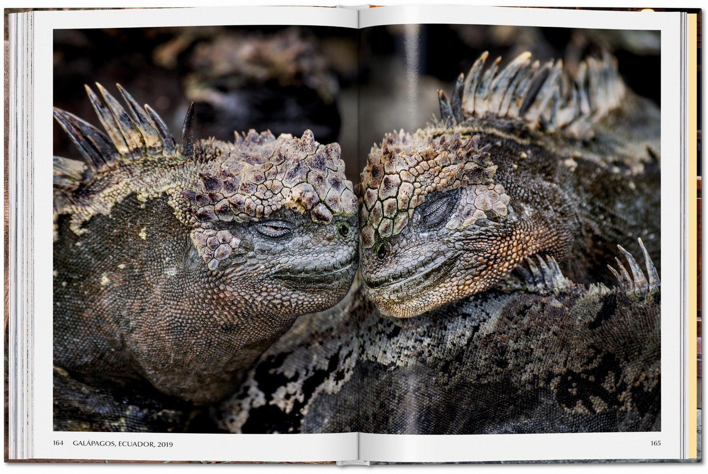 ANIMALS - Steve McCurry