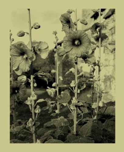 Nicholas Nixon - Une infime distance