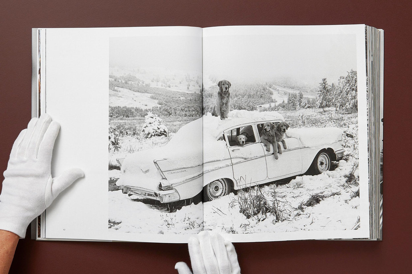 The Golden Retriever Photographic Society - Bruce Weber